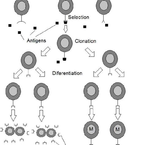 Clonal Selection Theory Download Scientific Diagram