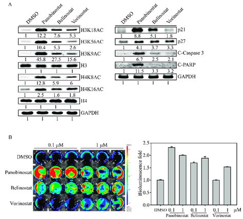 Hdaci Induced Histone Acetylation And Apoptosis Related Protein