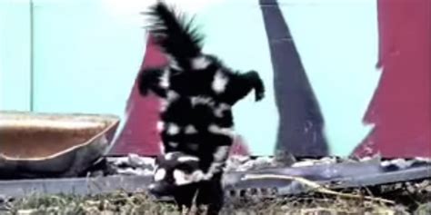 Spotted skunk does a handstand to scare away predators - Business Insider