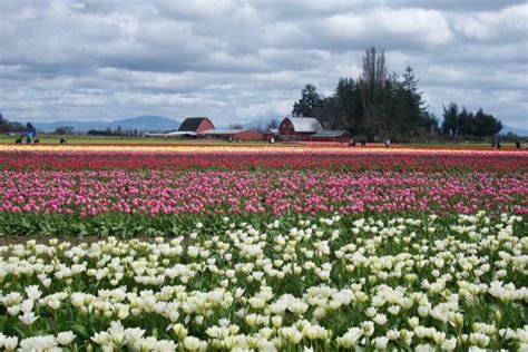 Skagit Valley Day Trip From Seattle Erikas Travels