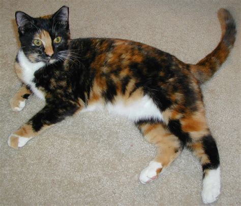 Calico Cat Learn Science At Scitable