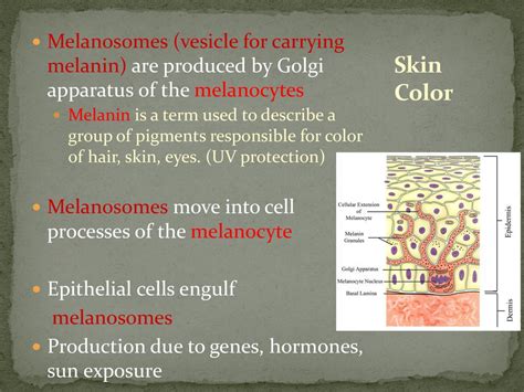 Integumentary System Skin And Accessory Structures Hair Nails Ppt