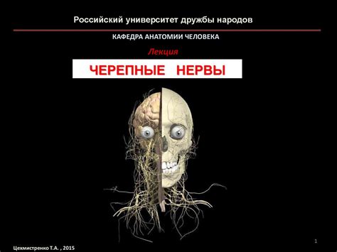 Черепные нервы - презентация онлайн