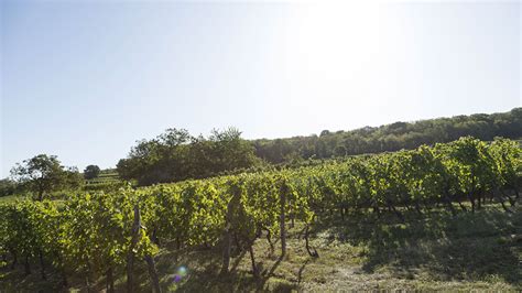 Domaine Roland Schmitt Alsace à vélo