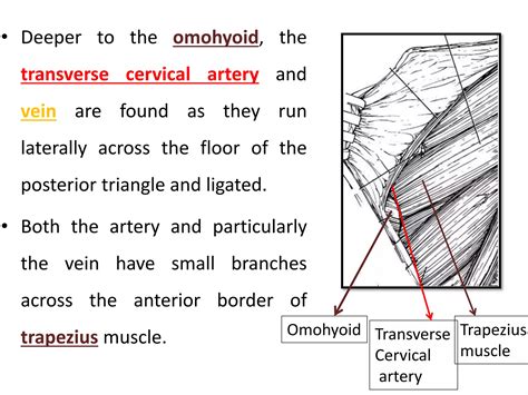 Neck Dissection Part 2 Ppt