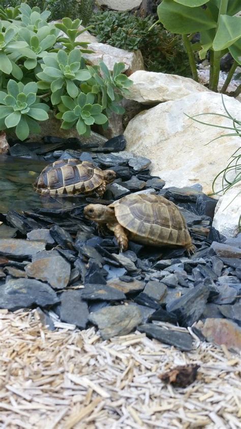 Dónde tener a una tortuga en casa