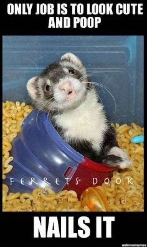 15 Hilarious And Adorable Ferret Memes I Can Has Cheezburger