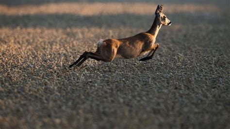 Deggendorf Hunde Hetzen Reh In Niederbayern Zu Tode Zeit Online