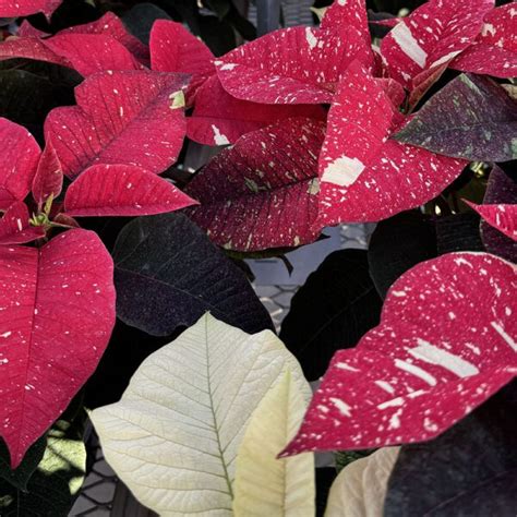 Superba New Glitter Poinsettia 4 Pot Platt Hill Nursery