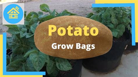 Potatoes In Grow Bags Update On Grow Bags And Potatoes 2020 Youtube