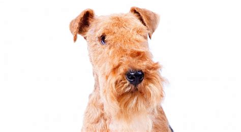 Lakeland Terrier Dog Breed Information American Kennel Club