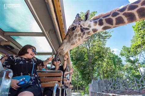 Book Chiang Mai Night Safari Park Tour Online Klook Singapore