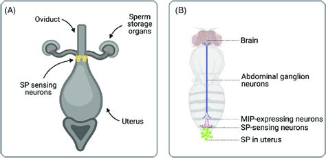 A The Sex Peptide SP Sensing Apparatus Within The Female