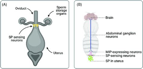 A The Sex Peptide Sp Sensing Apparatus Within The Female Download Scientific Diagram