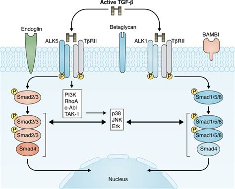 Tgf β Signaling Pathways In Tissue Fibrosis Tgf β Stimulates A Download Scientific Diagram