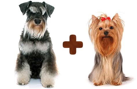 5 Irresistible Traits Of The Schnauzer Yorkie Mix A Perfect Blend