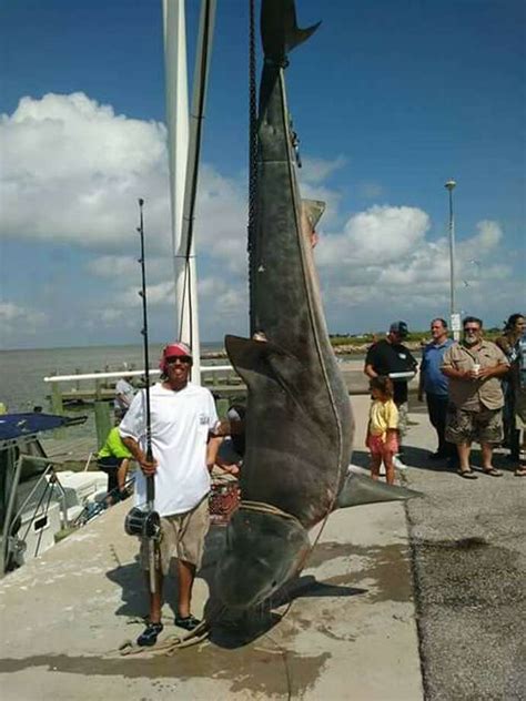 Gulf Of Mexico Fishing Record Breaking Hammerhead Shark Caught Off