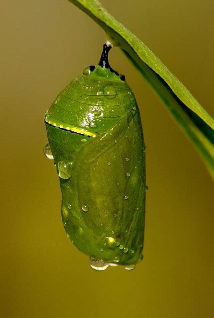 monarch butterfly pupa facts : Biological Science Picture Directory ...