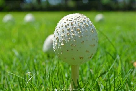 How To Get Rid Of Mushrooms In Lawn 3 Natural Ways CrabgrassLawn