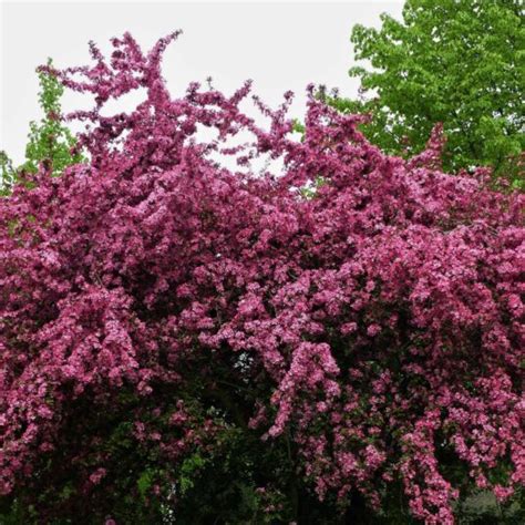 Buy Crataegus Laevigata Pauls Scarlet Tree Hillier Trees