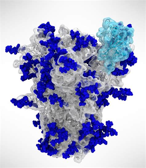 How Sars Cov S Sugar Coated Shield Helps Activate The Virus