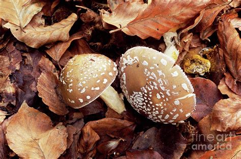 Panther Mushrooms By John Wright Science Photo Library