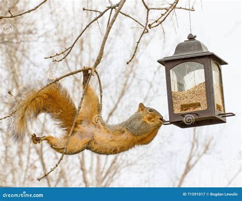 Squirrel With Bird Feeder Stock Image Image Of Feeder 71591017