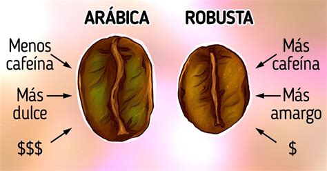 Diferencias Entre El Caf Ar Bica Y El Caf Robusta Sabora Caf S