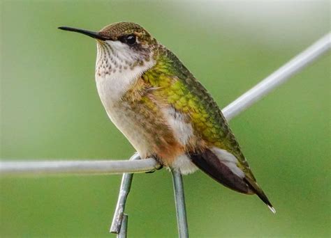 Gales Photo And Birding Blog Ruby Throated Hummingbird