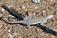 Texas Greater Earless Lizard Cophosaurus Texanus Texanus