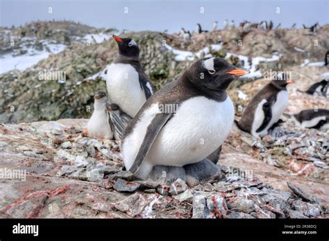 Gentoo penguin colonies during breeding season in Antarctica Stock ...