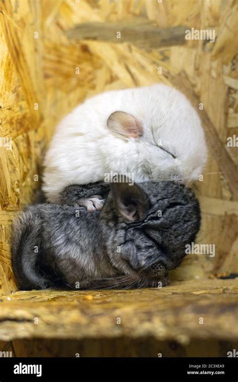 Profile Of Baby Grey And White Chinchillas Sitting On Each Other On