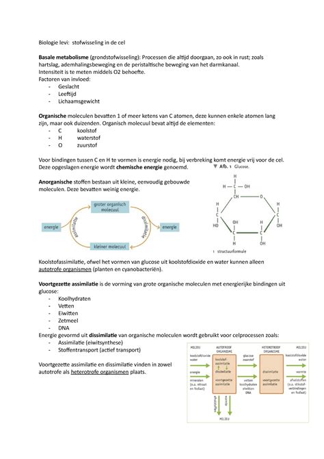 Stofwisseling In De Cel Biologie Levi Stofwisseling In De Cel Basale