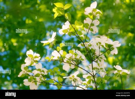 White Dogwood Cornus Florida Flowers Stock Photo Alamy