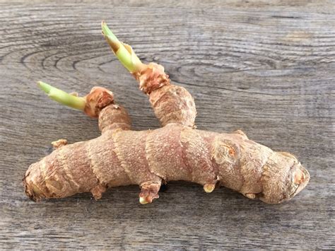 Rhizome Turmeric