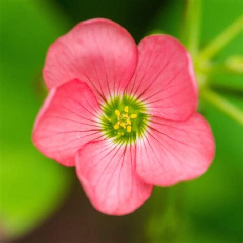 5 Oxalis Iron Cross BULBS Lucky Shamrocks Four Leaf Clover