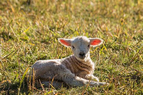 Best Lying Down Lamb Sheep Grass Stock Photos Pictures And Royalty Free