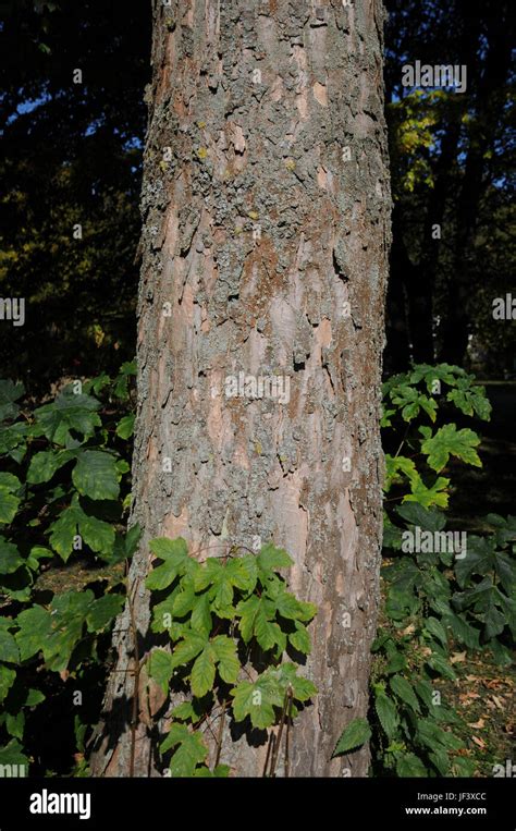 L érable sycomore Acer pseudoplatanus tronc Photo Stock Alamy