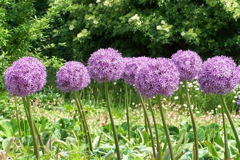 Allium - planting, growing and care