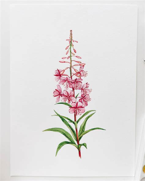 Original Painting Fireweed Willowherb — Anna Farba Illustration