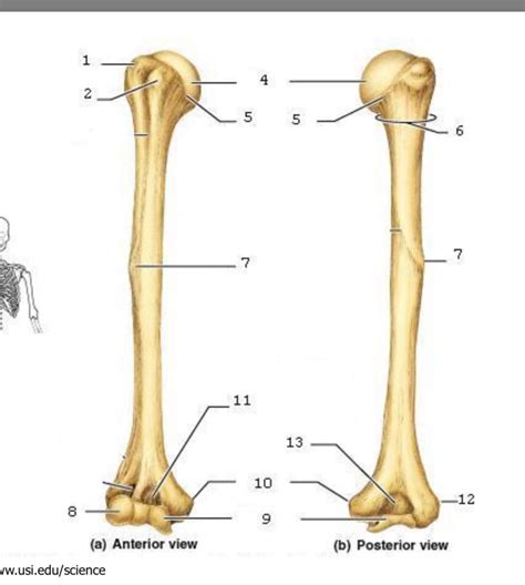 Humerus Xray Labeling Diagram Quizlet