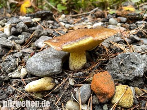 Ringloser Butterpilz, Suillus collinitus | Verwechslung & Beschreibung