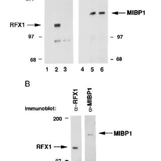 Mibp And Rfx Are Distinct Proteins That Associate In Vivo A