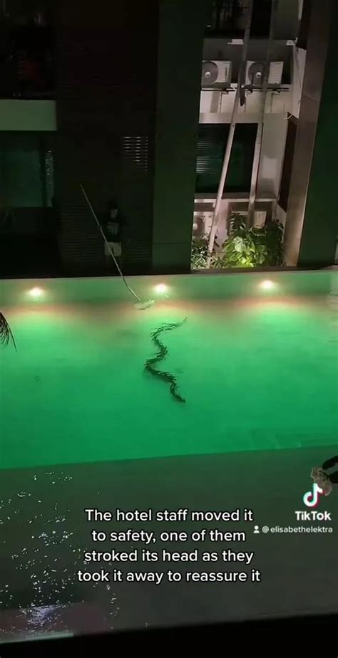 Holidaymakers Terrified After Three Metre Snake Spotted In Hotel