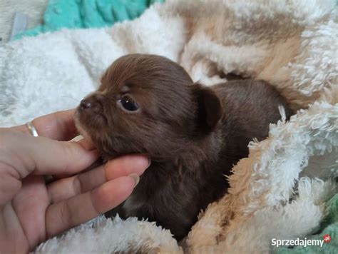 Cudo Male Ki Piesek Chihuahua D Ugow Osy Czekoladowy Starachowice