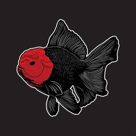 1 Black Oranda Tancho Goldfish Vector Illustration Royalty Free Images