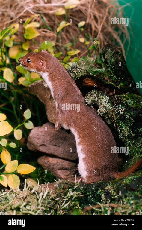 Least Weasel Stock Photo - Alamy