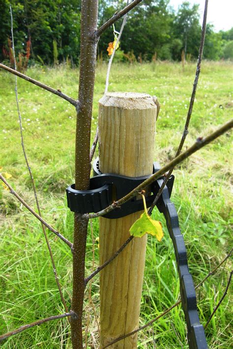 Tree Stakes And Ties Tree Stakes Tree Garden Trees