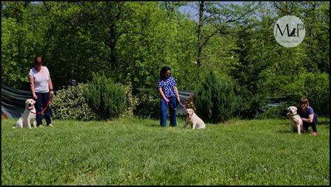 Cosa Insegnare Al Cucciolo Di Cane 8 Esercizi Utili Fin Da Subito