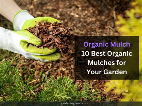 Organic Mulch 10 Best Organic Mulches For Your Garden Gardening Hood